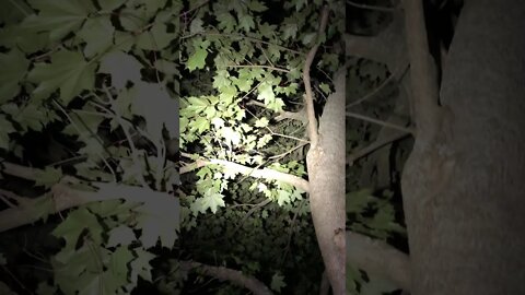 Bat From The Attic - Part 2