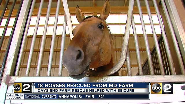 18 horses rescued from Maryland farm