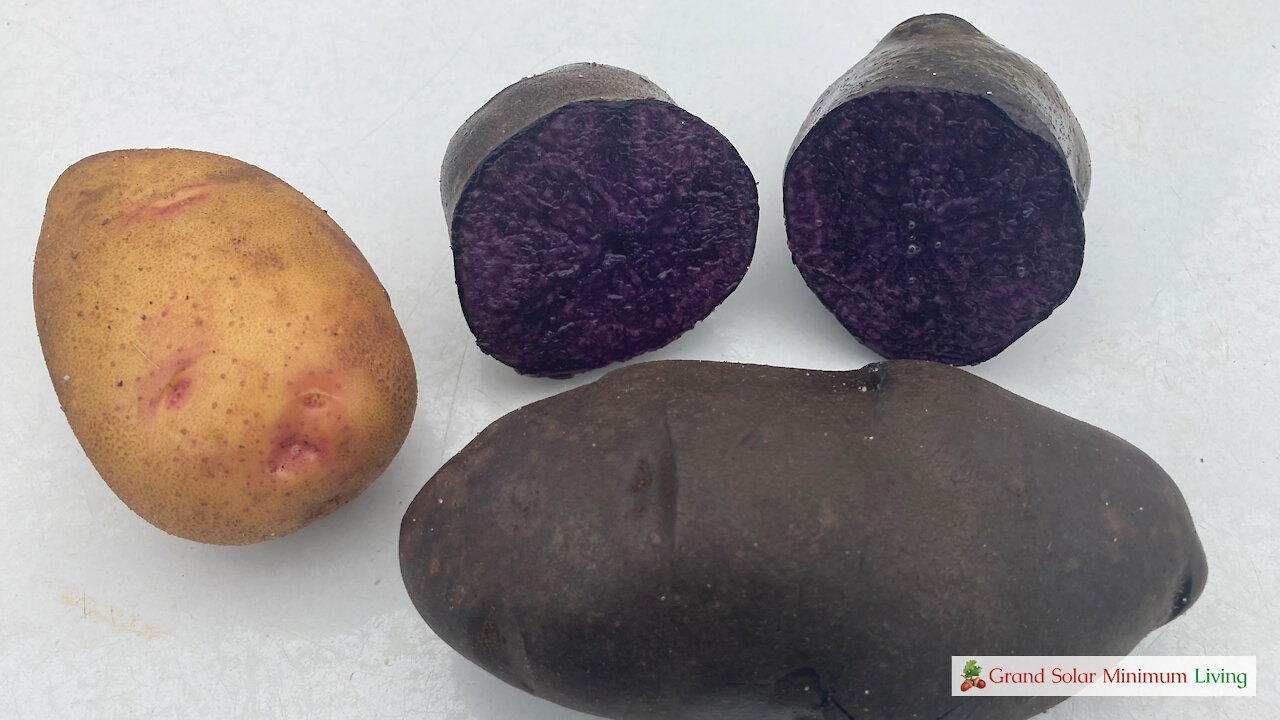 Tracking Results With Different Potato Seed Piece Sizes