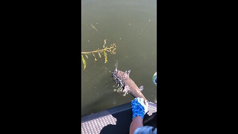 Big ole CATFISH release!