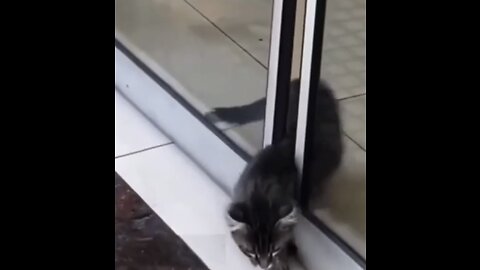 !😂cat trapped in the door