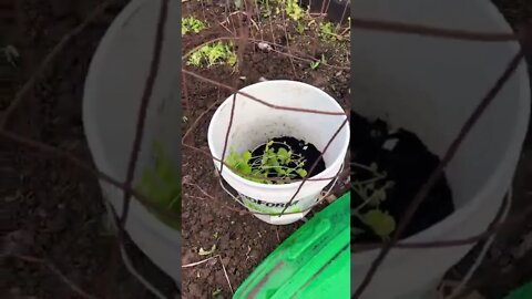 Bean seed grown in Cardboard box