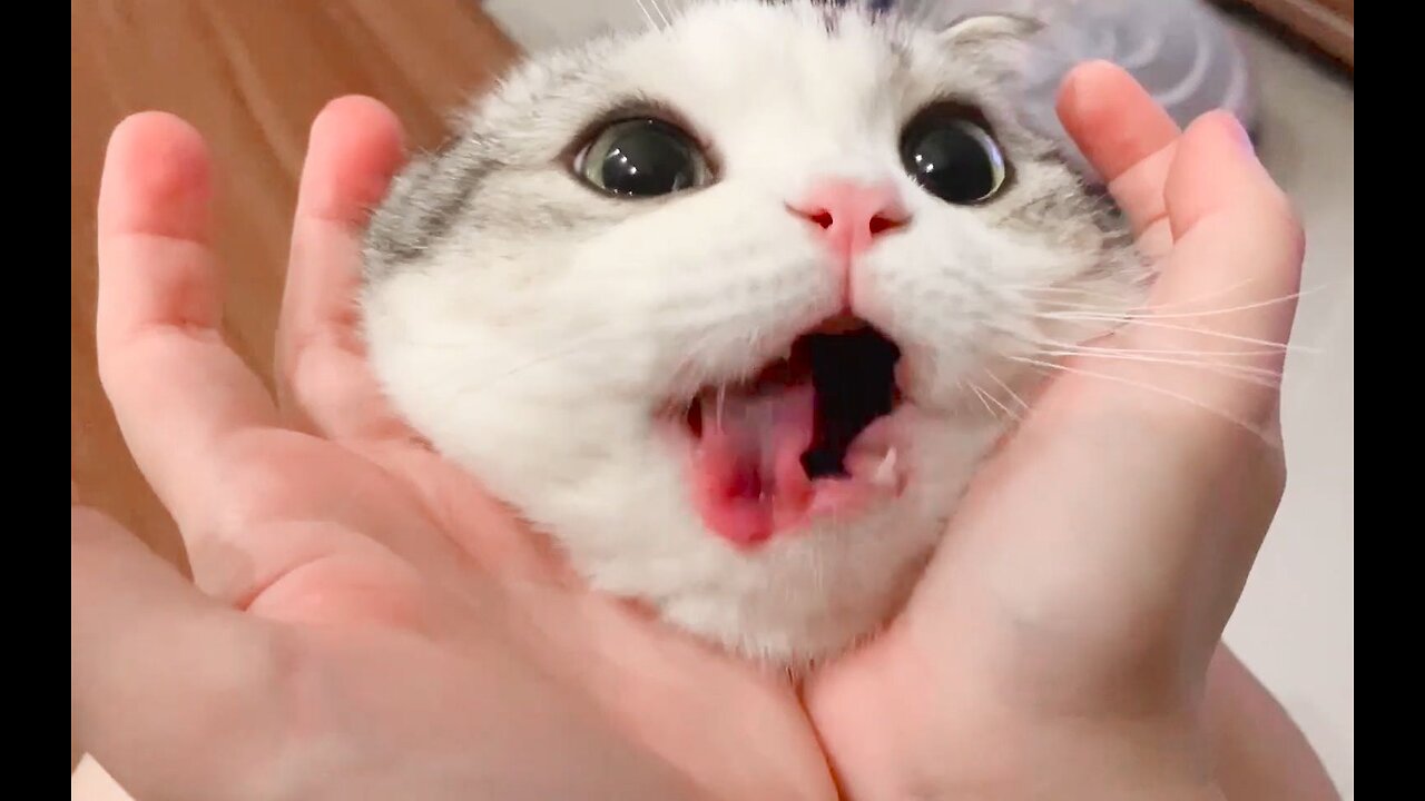 Is this the secret to staying adorable, where a cat chews a pill more than 70 times?