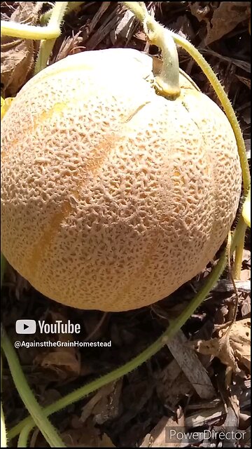 When to Harvest Ripe Cantaloupe 2023