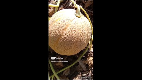 When to Harvest Ripe Cantaloupe 2023