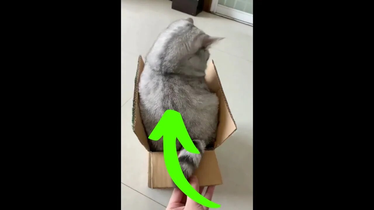 this cat here loved his new box #shorts