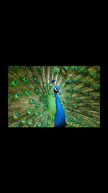 Giant Peacock 🦚Shakes it’s Booty ! #shorts