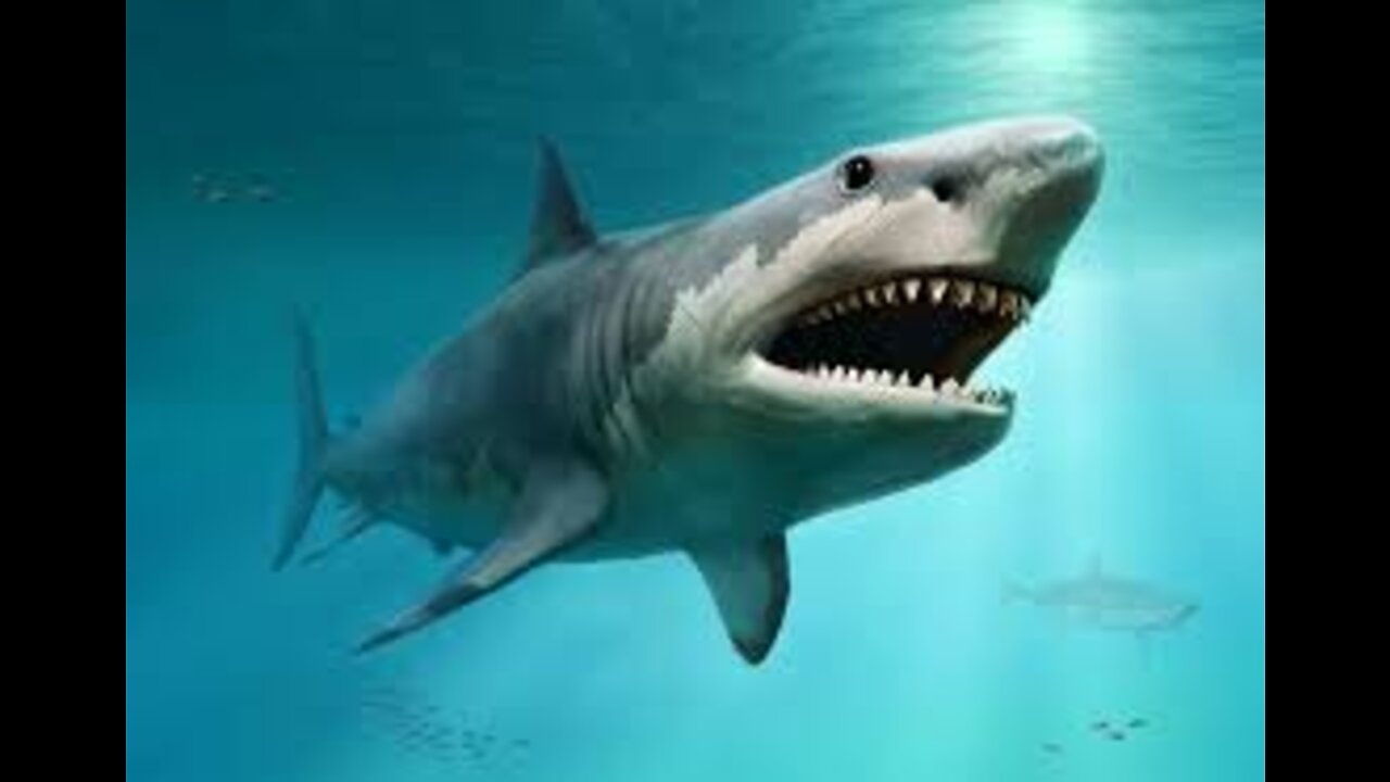 When a Shark Eats a Dead Whale on the Water Surface, Big Food