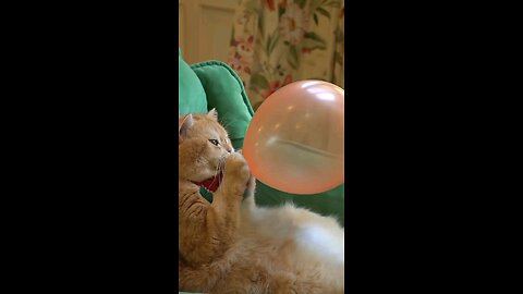 🐈 cat funny video