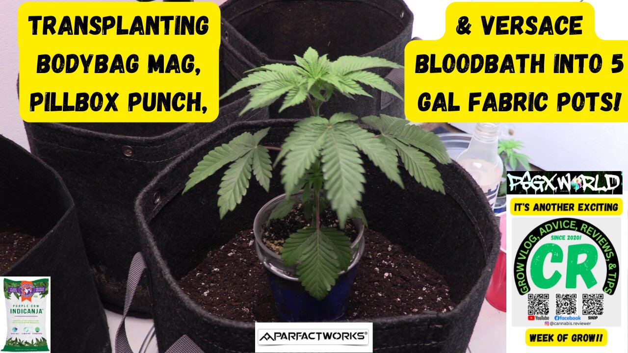 CR's 2024 Spring Growing Season - Transplanting Bodybag Mag, Pillbox Punch, & Versace Bloodbath!