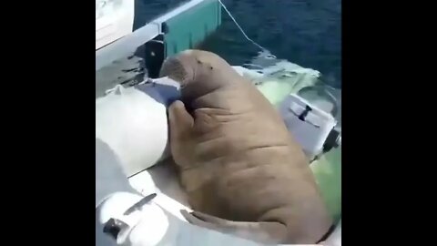 He needs a bigger boat.. 😂