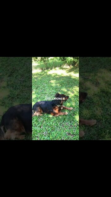 CHILLAXING AT FREDDY’S DOG PARK