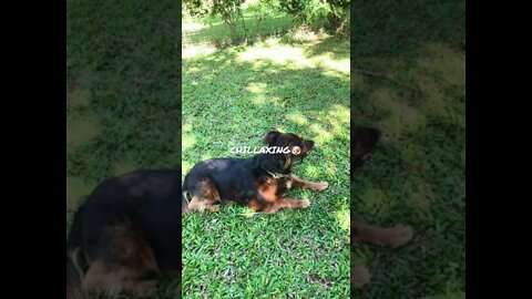 CHILLAXING AT FREDDY’S DOG PARK