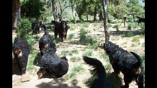 Bernese Mountain Dog Slideshow 1