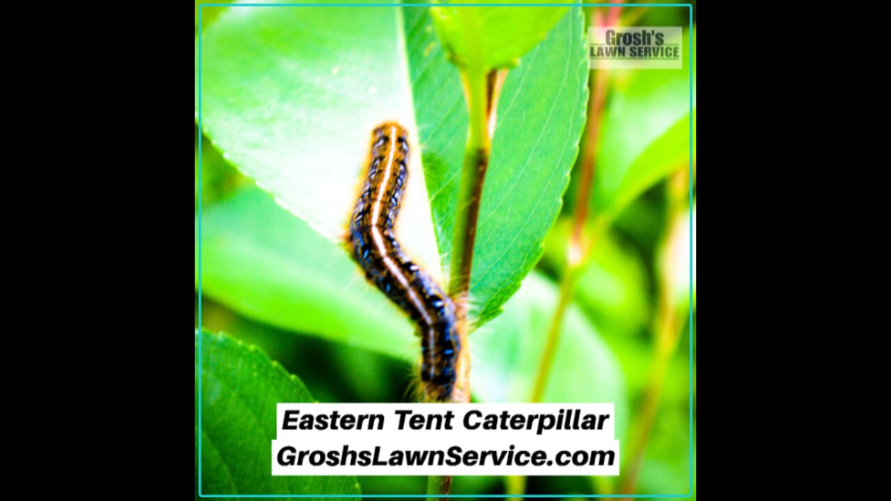 Eastern Tent Caterpillar Hagerstown Maryland Video