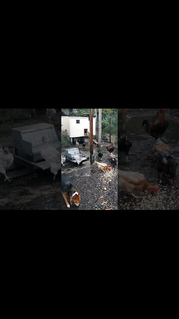 Spaghetti & Peanuts To Brighten A Rainy Day #chickens #chickenshorts #chickenlife