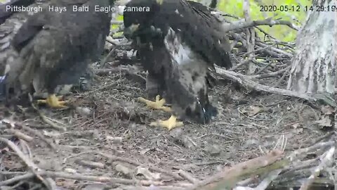 Hays Eagles H12 asks "Please big sis can I have some" 5.12.20