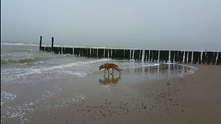 wolfdog on windy beach in NL