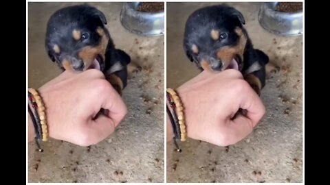 It is so good cute Rottweiler small dog can bite my hand. Some aggressive moment's