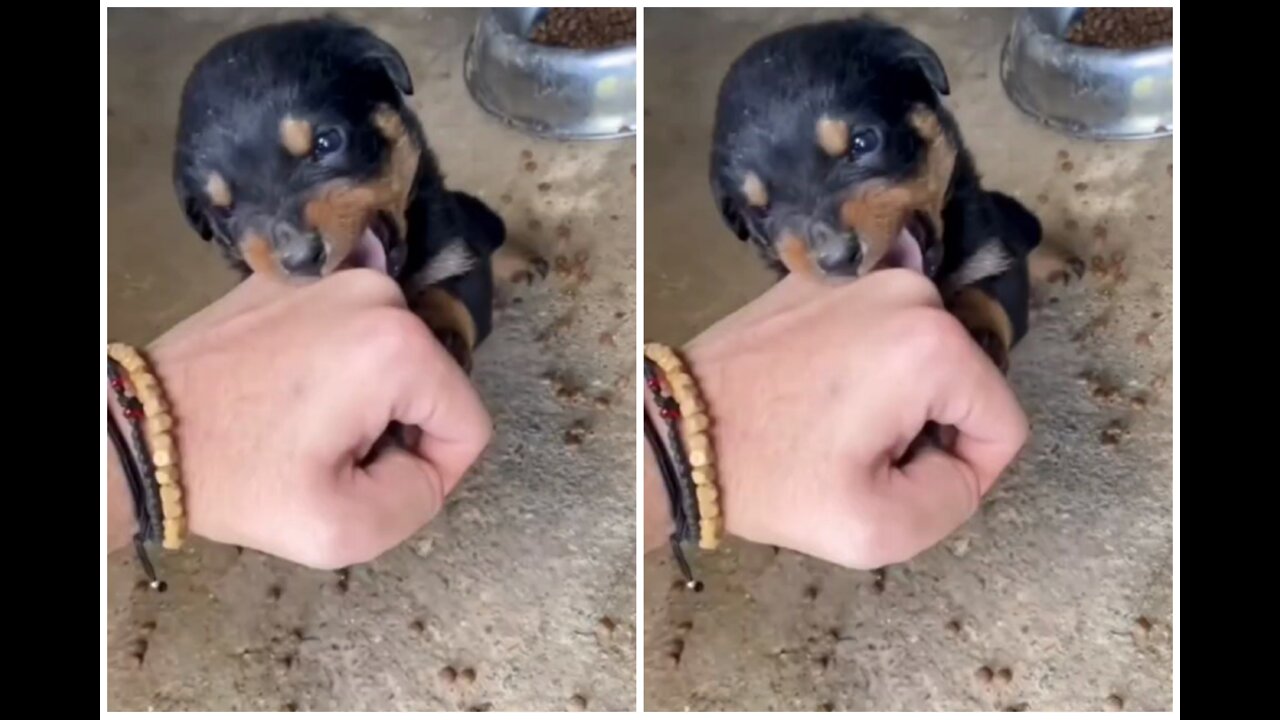 It is so good cute Rottweiler small dog can bite my hand. Some aggressive moment's