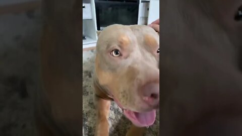 RECREATING OUR MOST VIRAL VIDEO|AMERICAN BULLY...#SHORTS #AMERICANBULLY