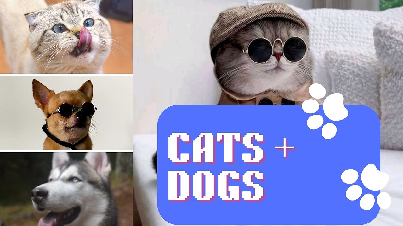 Funniest Animals 2023 - Dogs and Cats