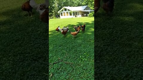 Released the next batch of teenage Chickens