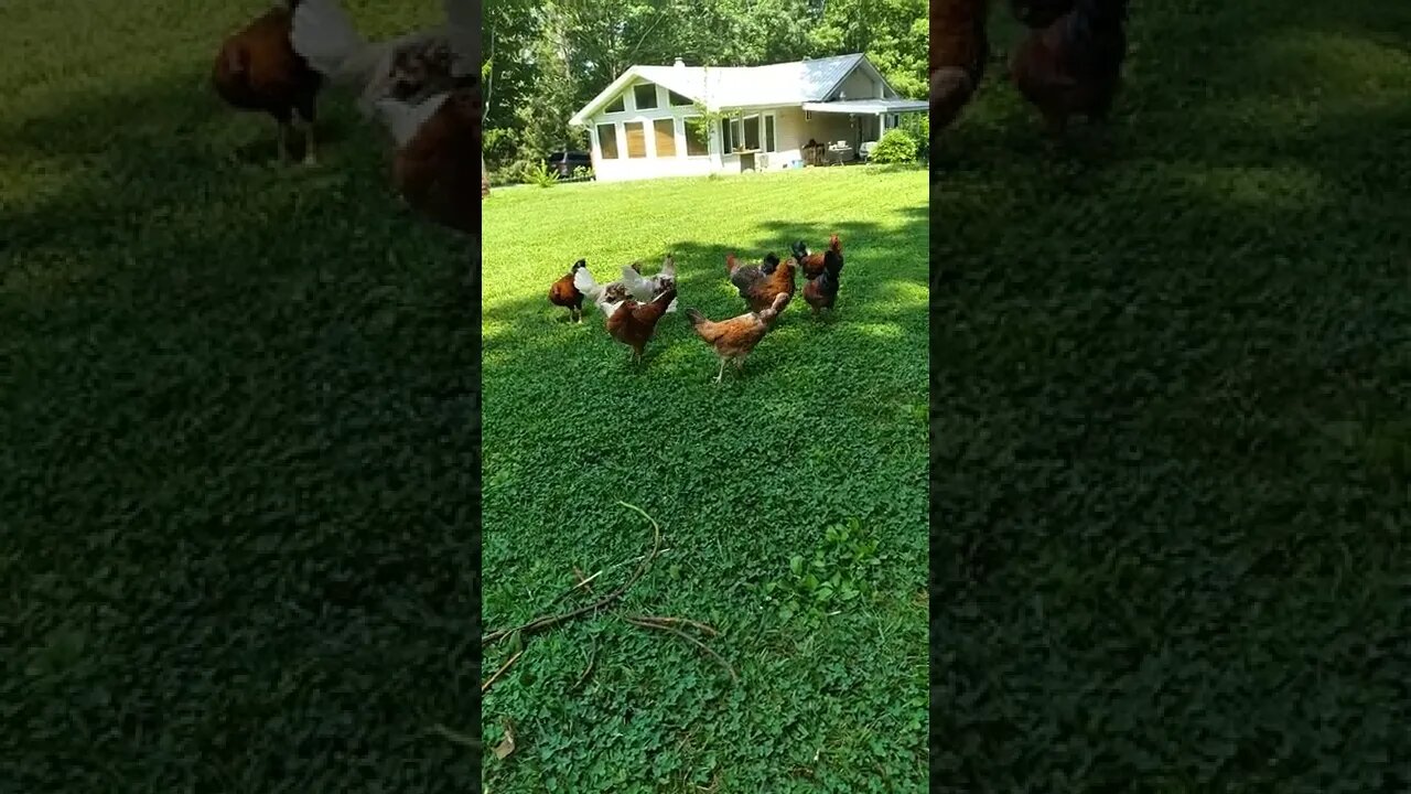 Released the next batch of teenage Chickens