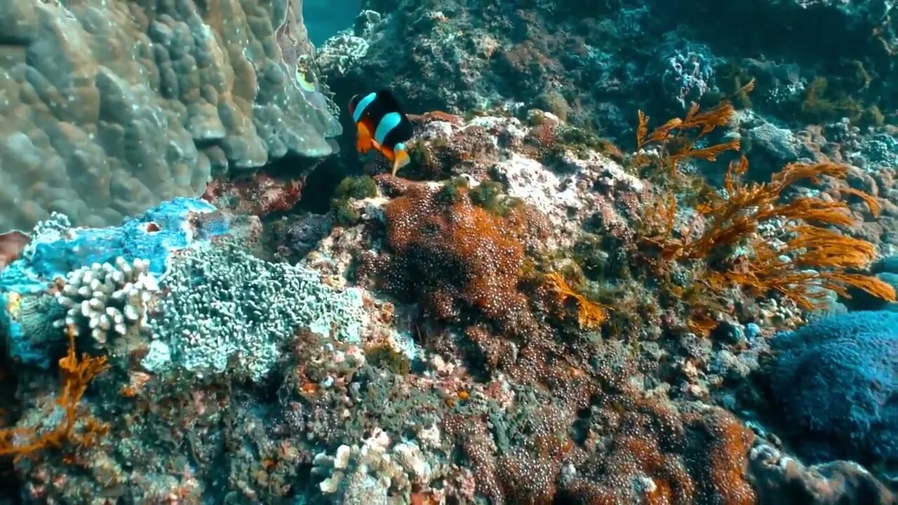 Clown Anemonefish, Amphiprion percula, swimming among the tentacles of its anemone home. Tulamben, B