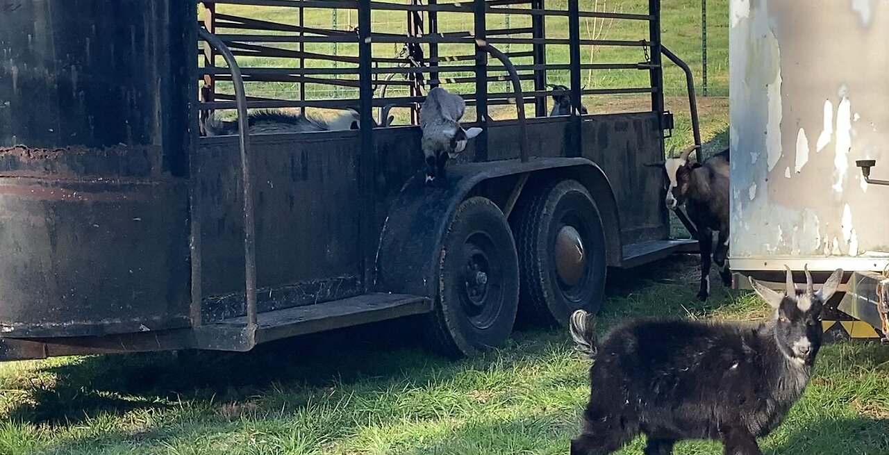 Curious Pygmy Goats