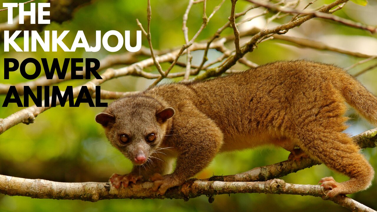 Kinkajou Power Animal