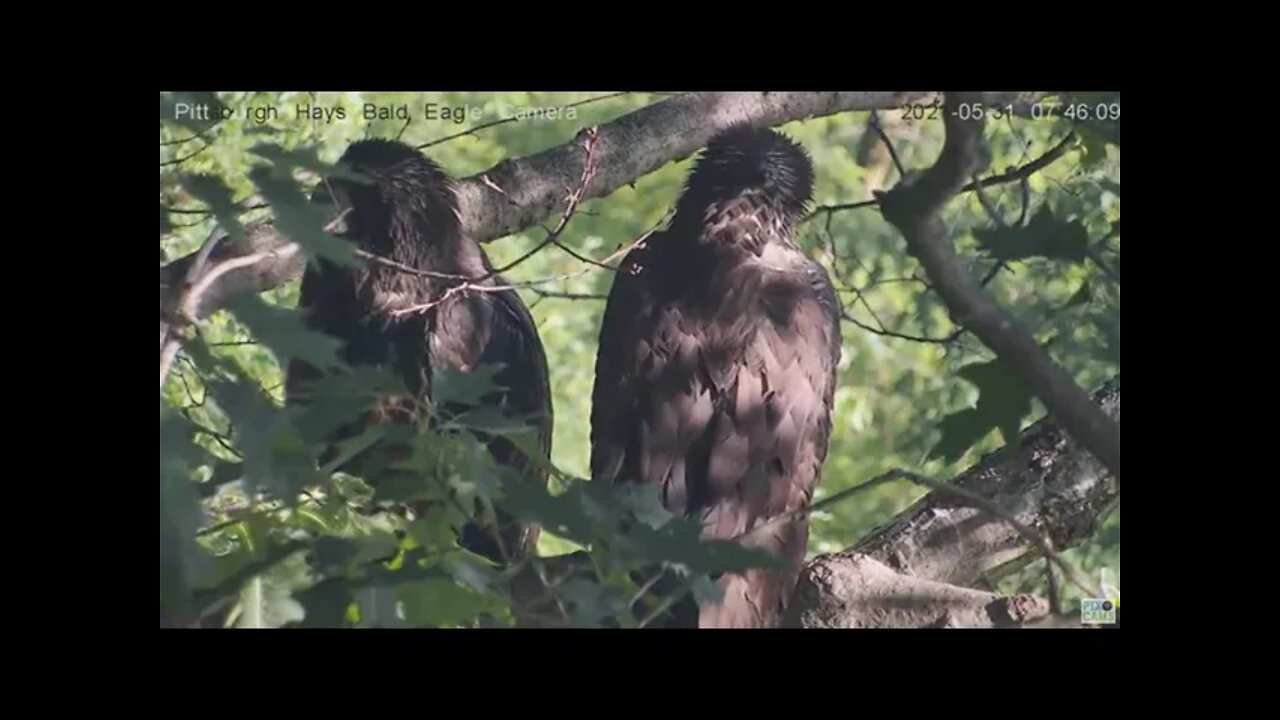 Hays nest closeup of H14 H13 H15 sleeping 2021 05 31 07 45 14 036