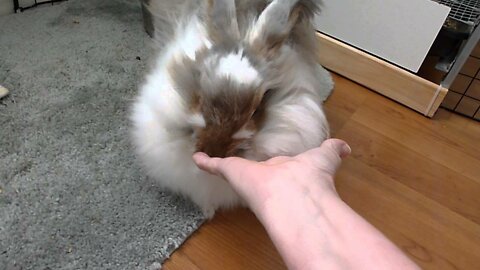 ANGORA BUNNY RABBIT BEAUTIFUL AND SWEET