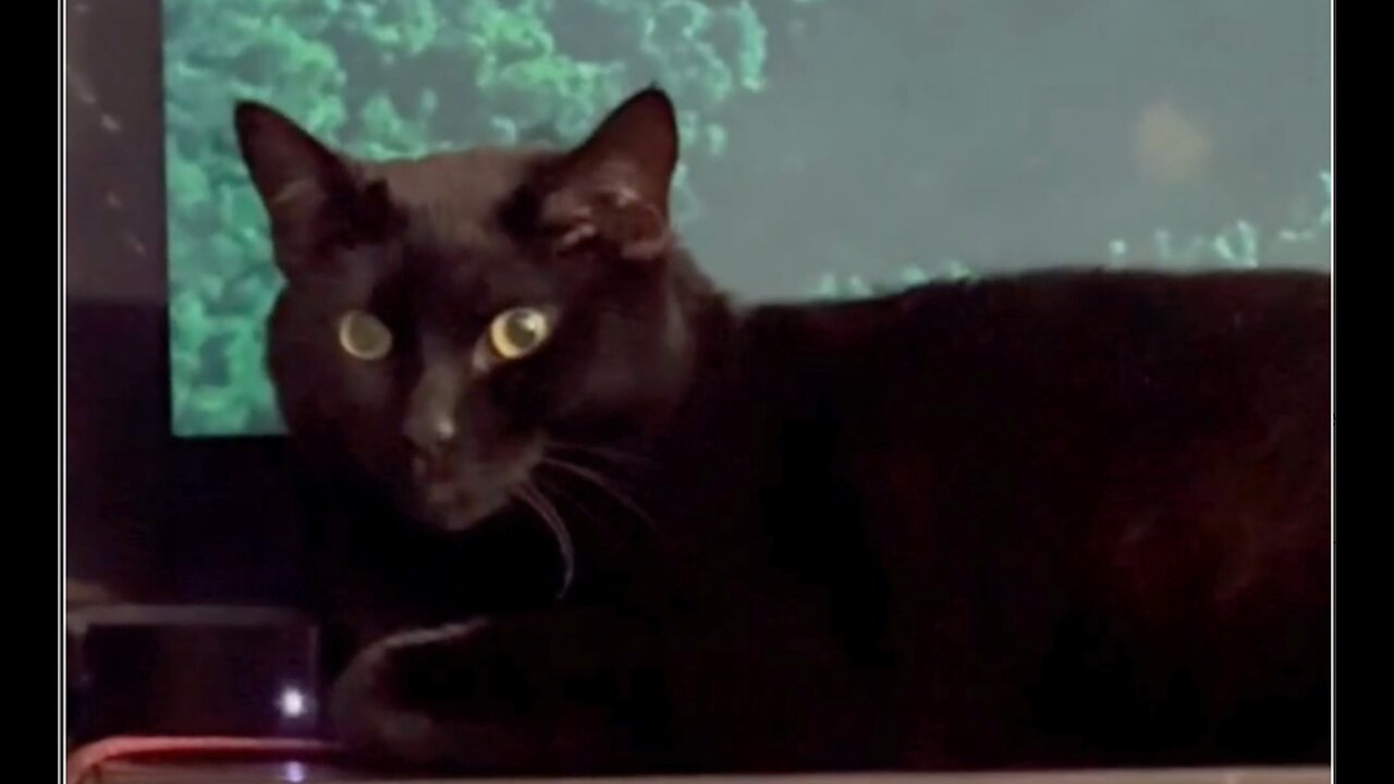 Adopting a Cat from a Shelter Vlog - Cute Precious Piper Guards the TV While Looking Sweet #shorts