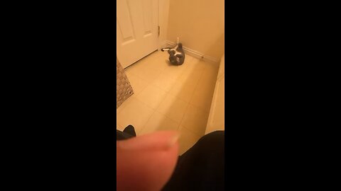 Cat dancing