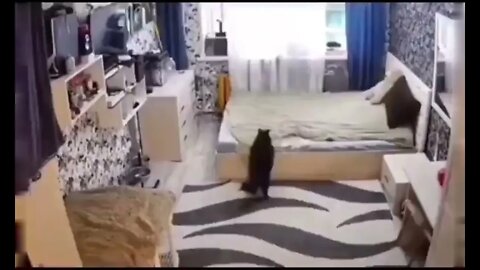 Do you have a cat who fixes bed? 🥰😃❤