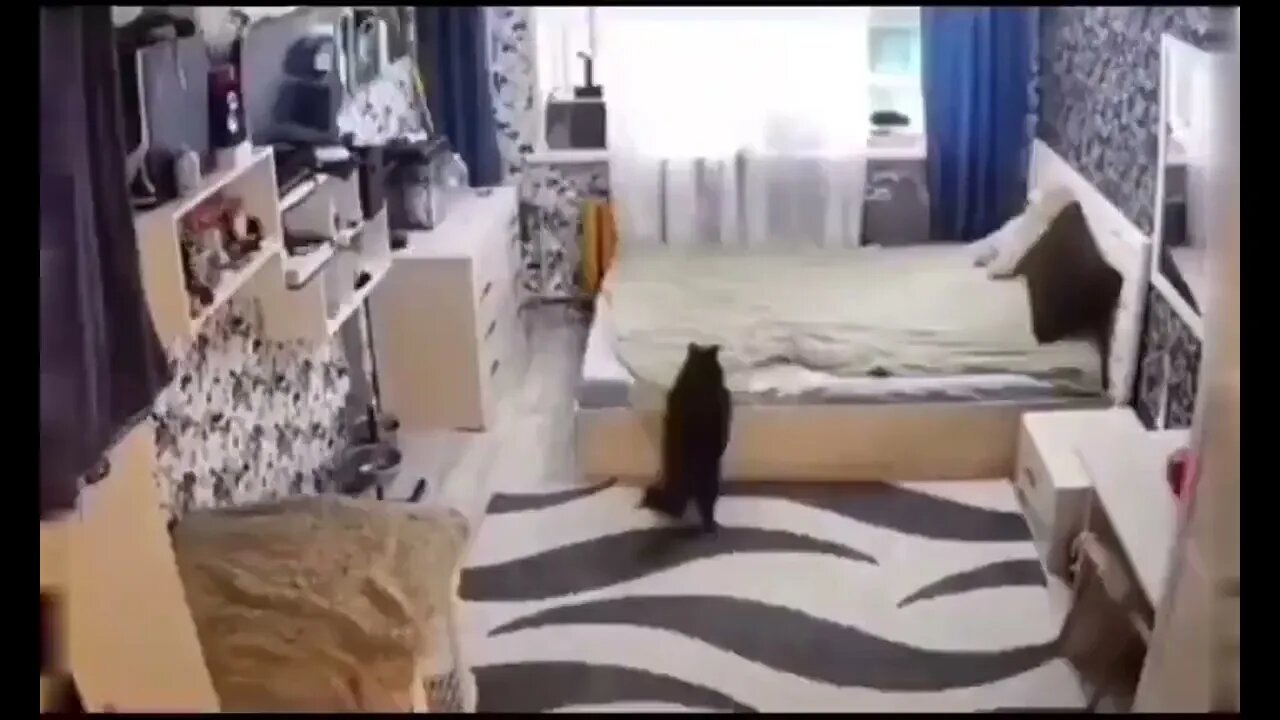 Do you have a cat who fixes bed? 🥰😃❤