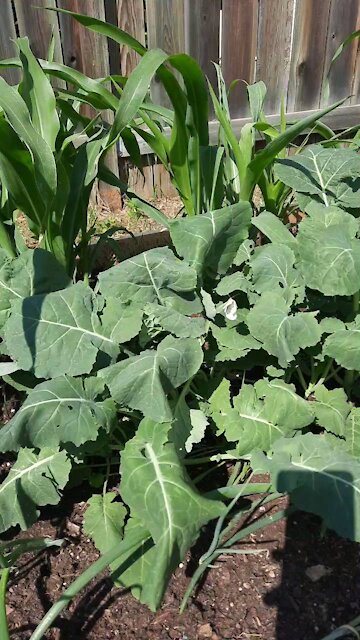 I love this butterfly 🦋