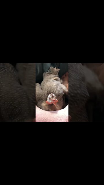 Disabled guinea fowl loves sitting with her owner