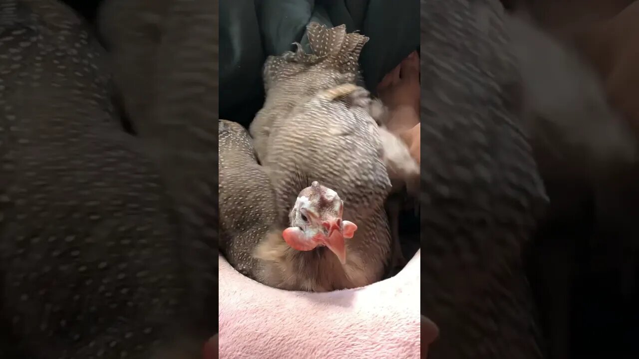 Disabled guinea fowl loves sitting with her owner