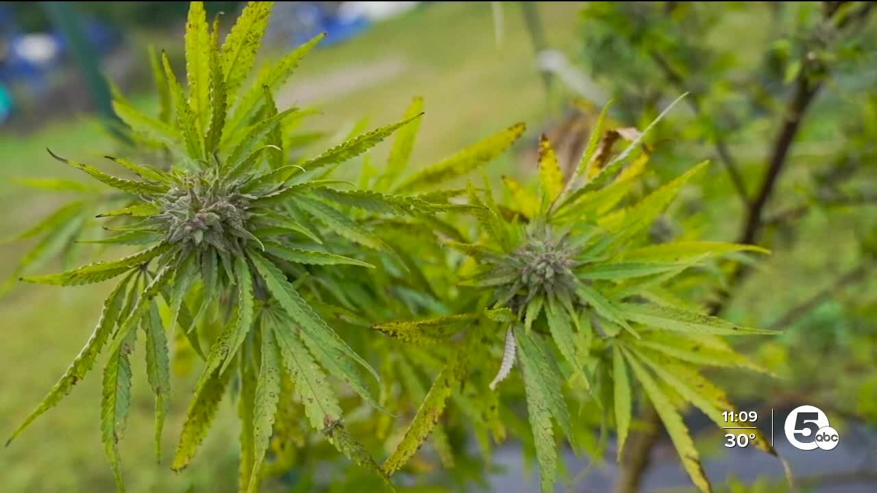 Lawmakers look to pass legislation to expand medical marijuana access