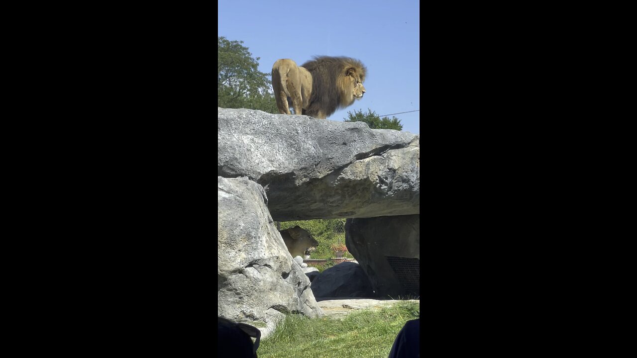 Lions @ the Chicago Zoo