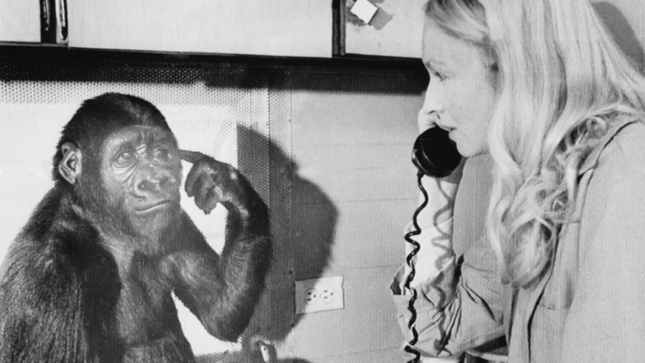 "The Incredible Life and Superior Intelligence of Koko the Gorilla"