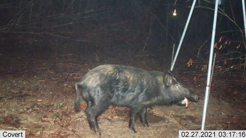 Trail Camera Check After 4 Months