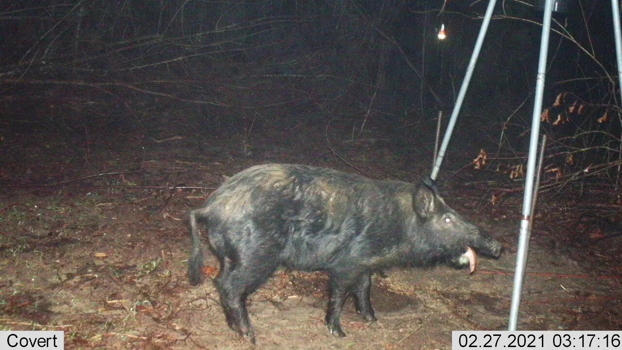 Trail Camera Check After 4 Months