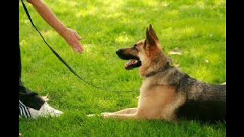 Tips To Train A Dog To Attack and Defend