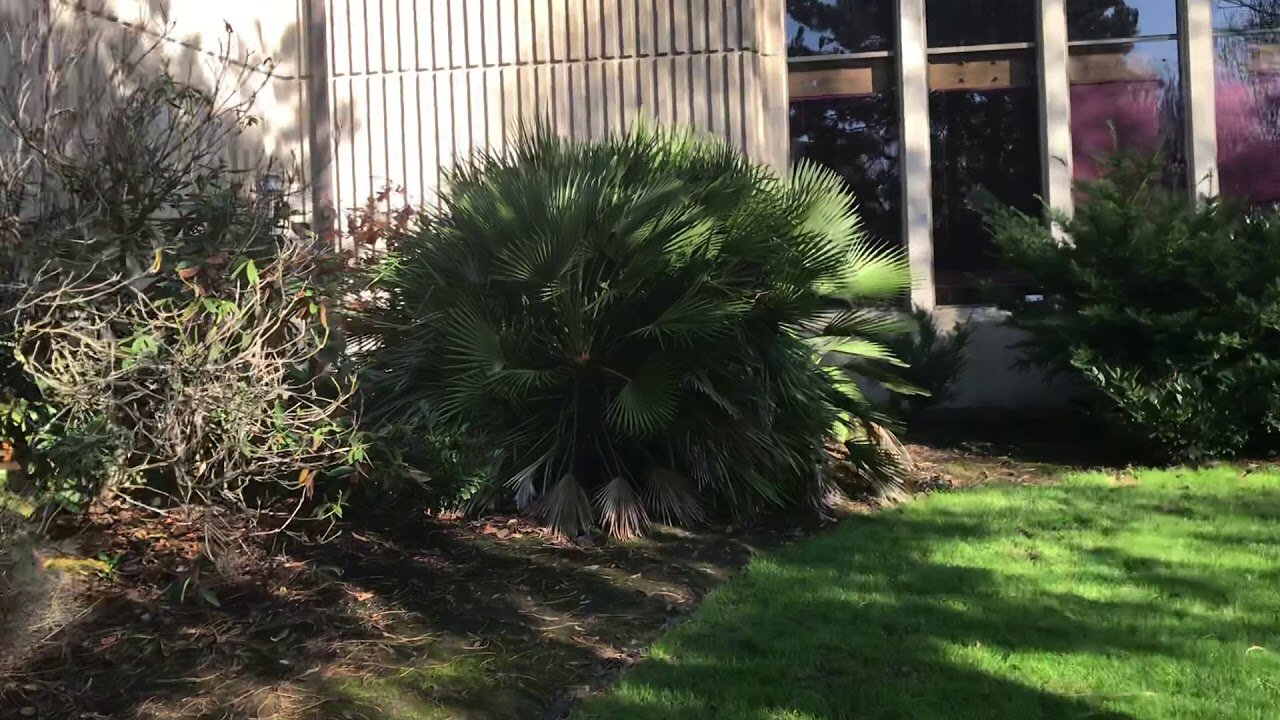 Huge Chamaerops humilis palm in Portland