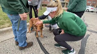 MSU mascot dog offers students and faculty comfort after mass shooting