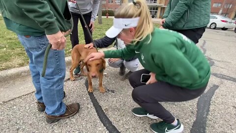 MSU mascot dog offers students and faculty comfort after mass shooting