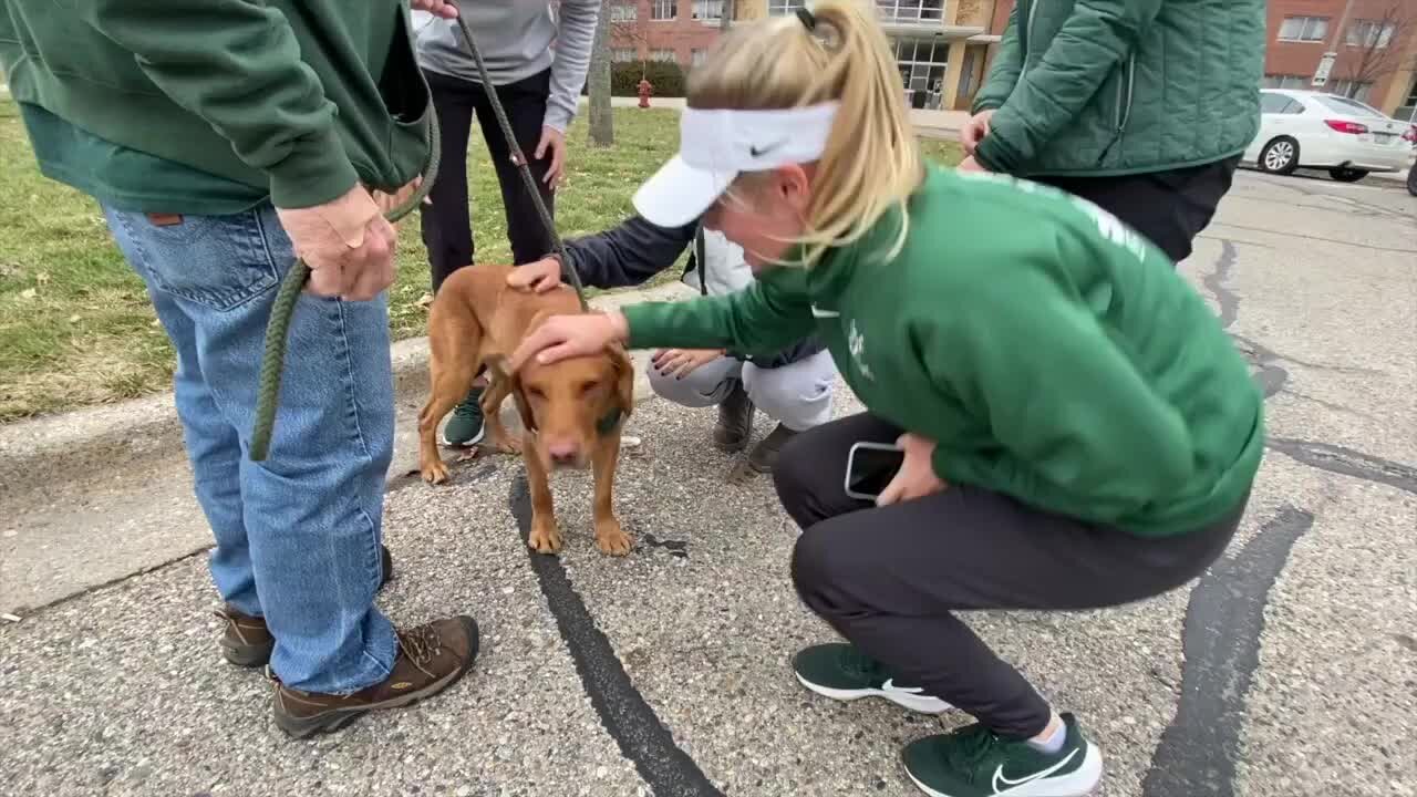 MSU mascot dog offers students and faculty comfort after mass shooting